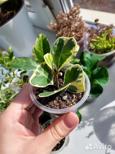 Фикусы сортовые