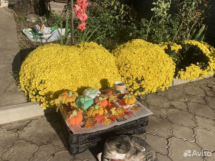 Хризантема шаровидная саженцы