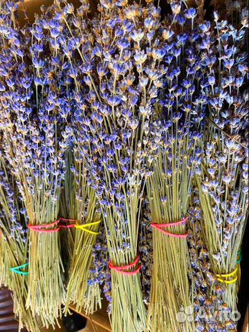 Лаванда (сухоцвет)