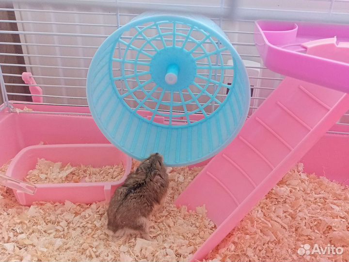 Малышка хомяка с клеткой