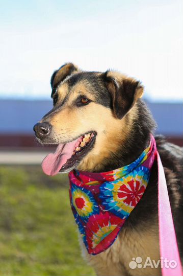 Ферзь в поисках дома