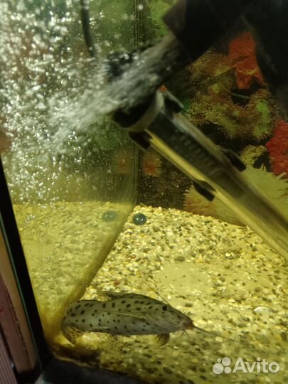 Сом синодонтис. Перевертыш Тернеции Барбусы