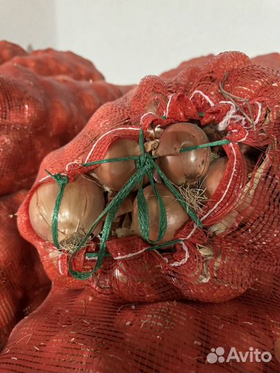 Лук репчатый(манас)