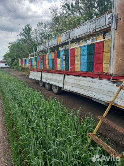 Опыление пчелами