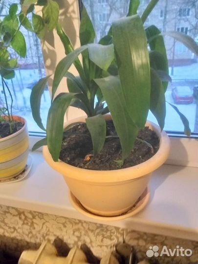 Комнатные растения