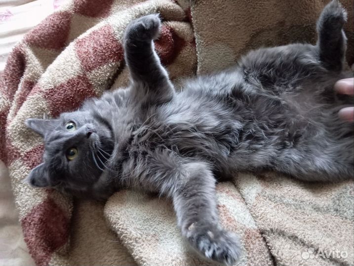 Кошка в добрые руки