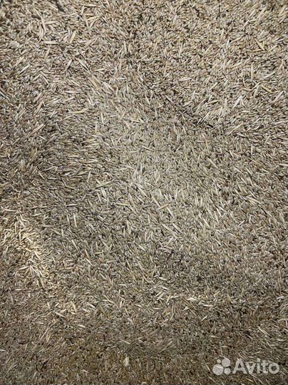 Канареечное семя