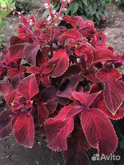 Колеусы вегетативные