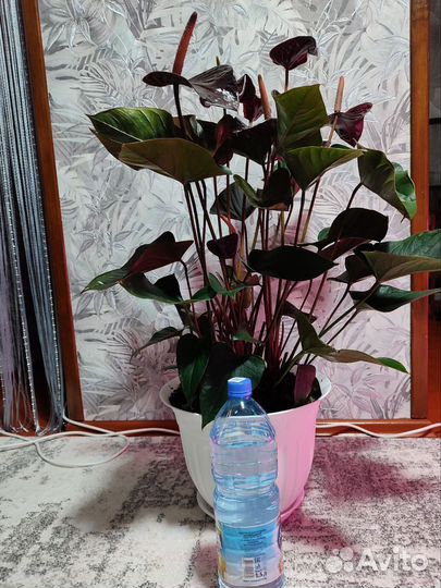 Антуриум чёрный принц