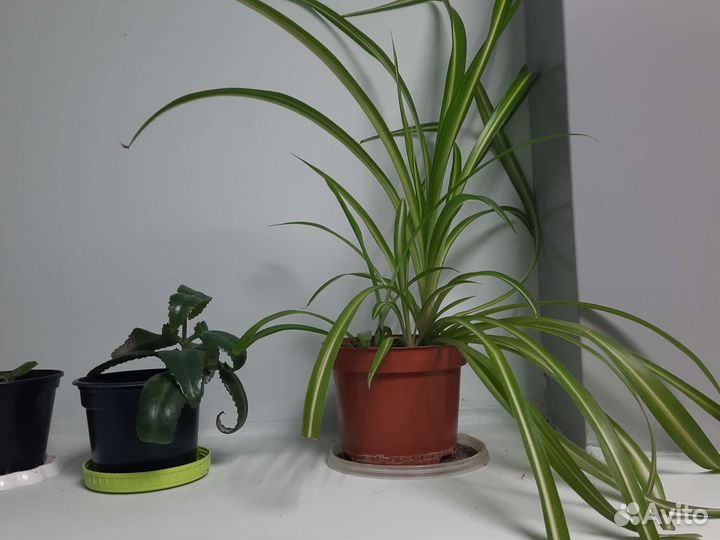 Комнатные цветы