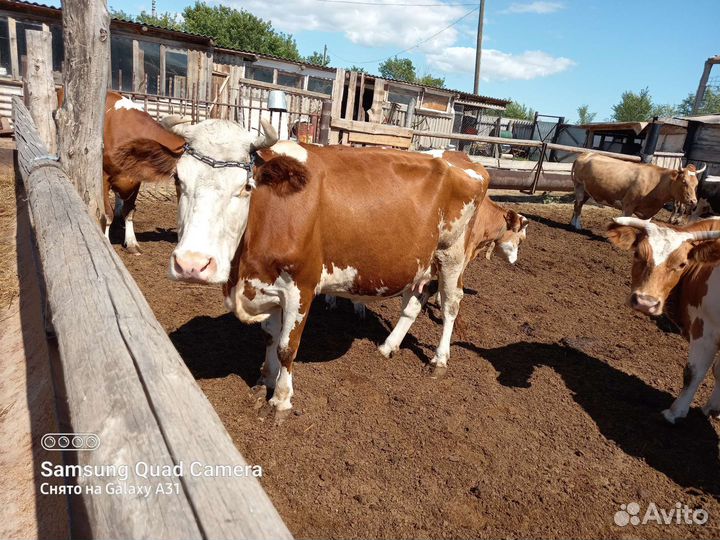 Коровы молочные