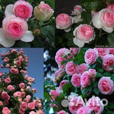 Роза плетистая