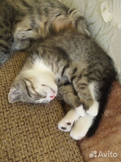 Вислоухая кошечка Пятница ищет своего Робинзона