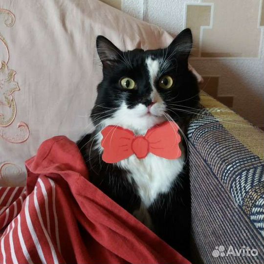 Вязка. Сибирский кот