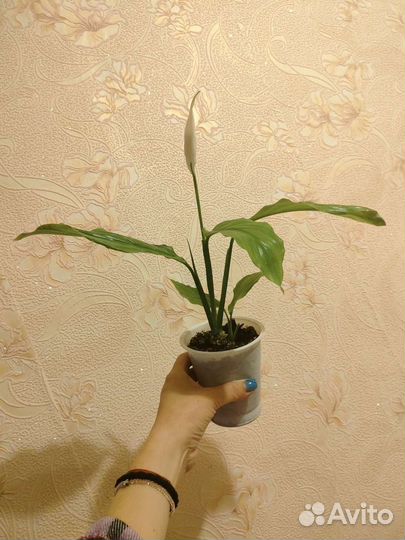 Спатифиллум цветущий