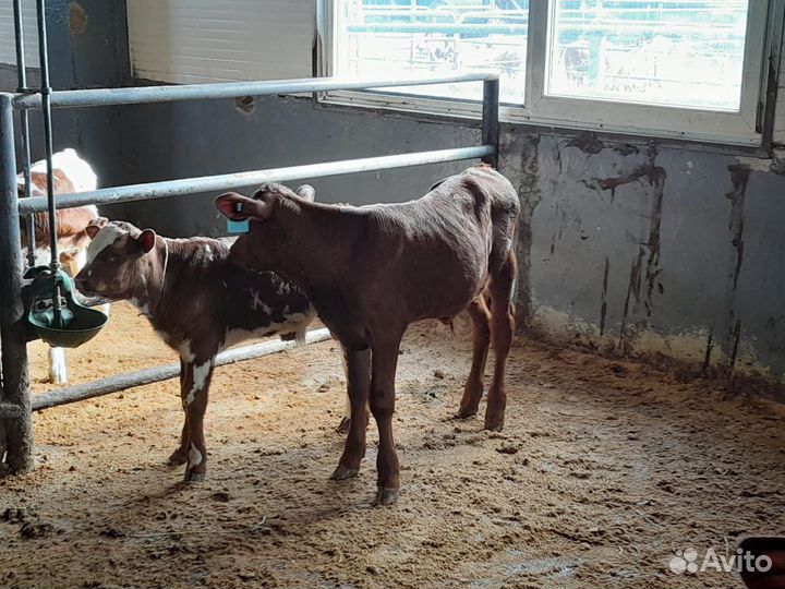 Бычки мясного направления