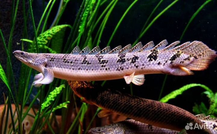 Полиптерус дельгези