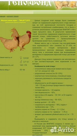 Яйцо инкубационное мини-мясных кур