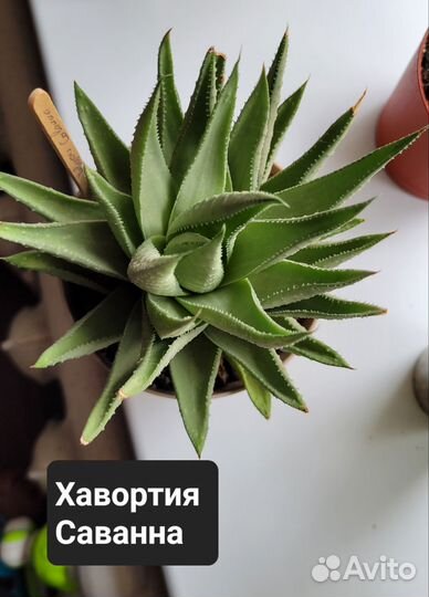 Хавортия Саванна