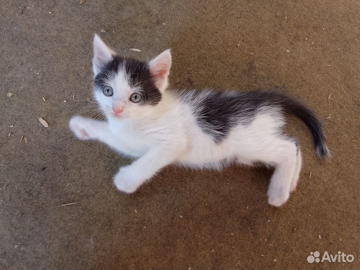 Отдам котёночка