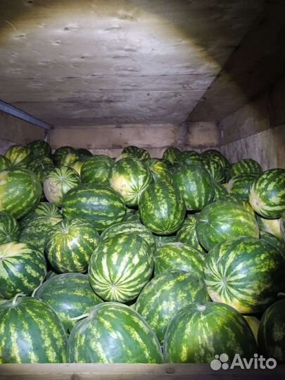 Арбуз оптом