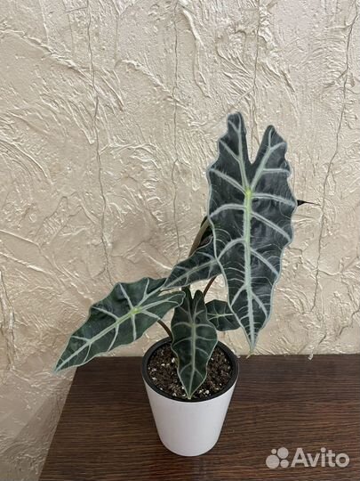 Алоказия Полли