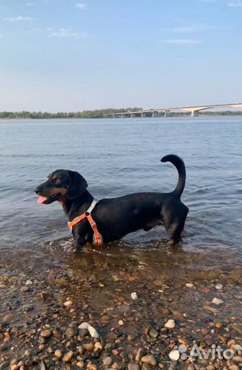 Вязка такса