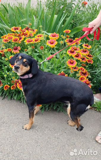 Отдаю в добрые руки