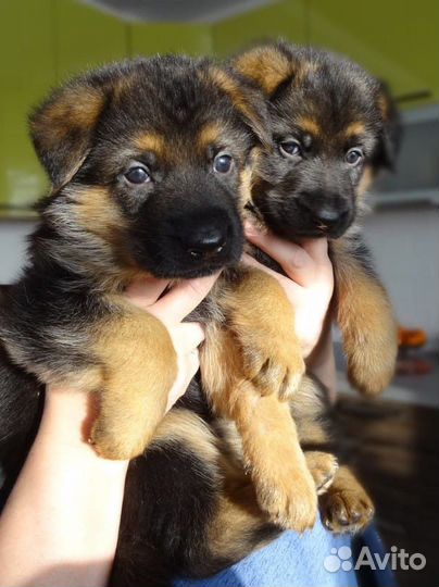 Супер немчата