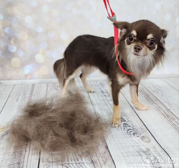 Грумер стрижка собак