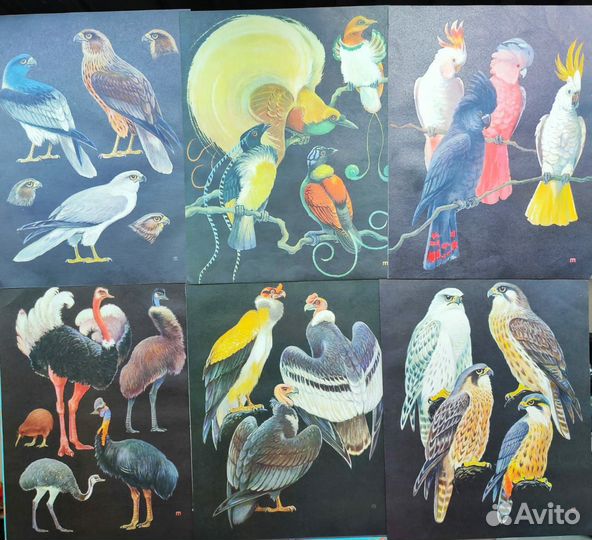 Иллюстрации птиц, насекомые, картинки