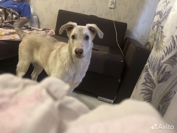 Собака в добрые руки