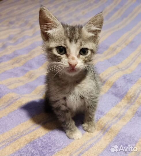 Хорошенькая кошечка, в добрые руки