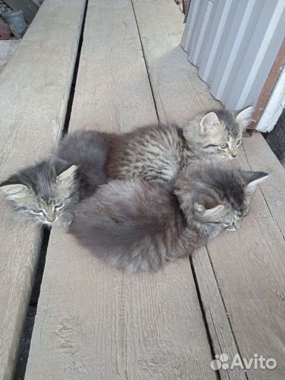 Кошки в добрые руки бесплатно