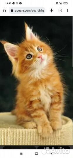 Котята в добрые руки приучены к лотку