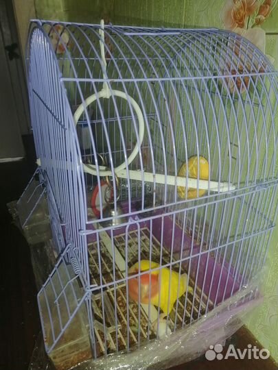 Попугай неразлучники с клеткой