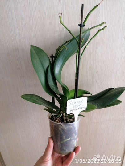 Орхидея сансет лав