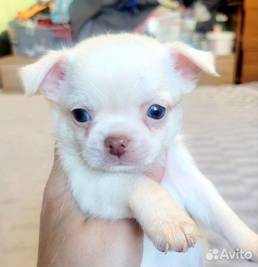 Чихуашки для кармашка