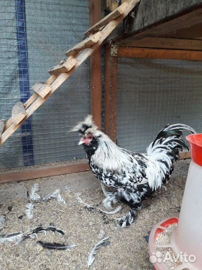 Петухи Павловское серебро