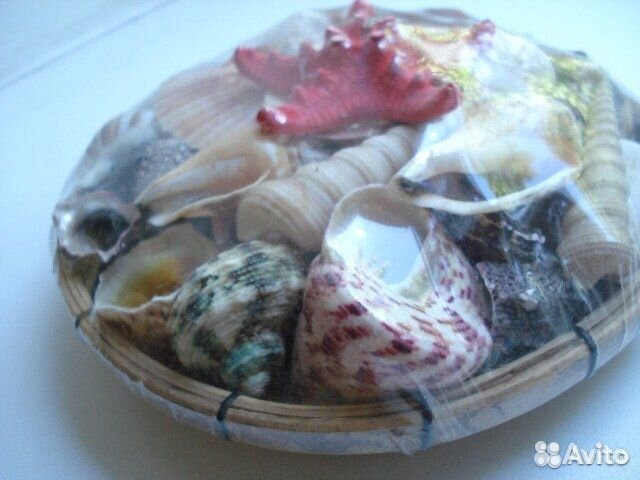 Морские раковины