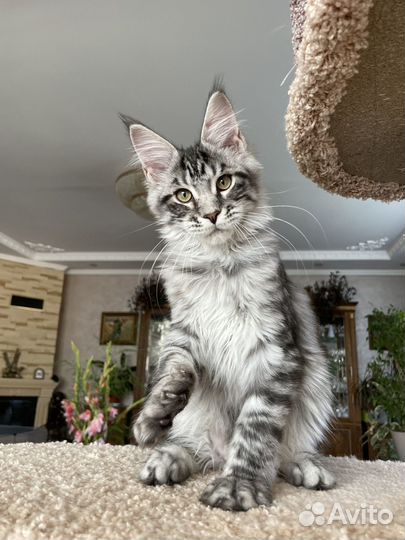 Котята мейн-кун