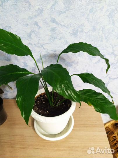 Спатифиллум