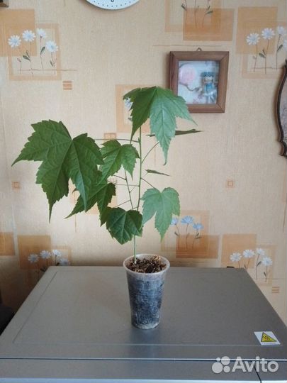 Кактусы, суккуленты и другие цветы