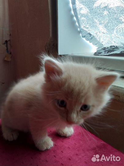 Котята в добрые руки бесплатно