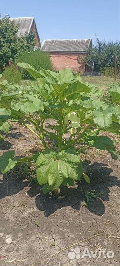 Бамия (окра)