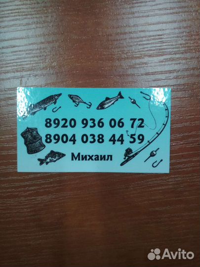 Живец гальян