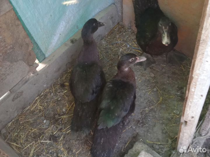 Индоутка мускусные утята