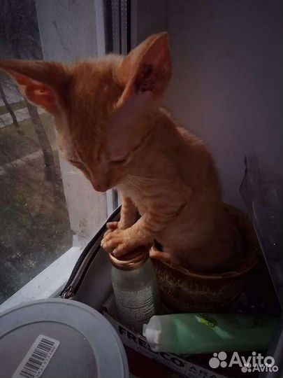 Котята корниш-рекс