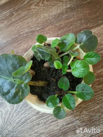 Детки Фиалки