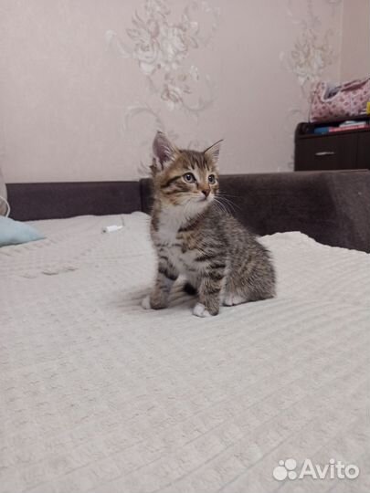 Кошка в дар